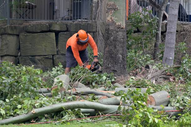 Emergency Storm Tree Removal in Boyertown, PA